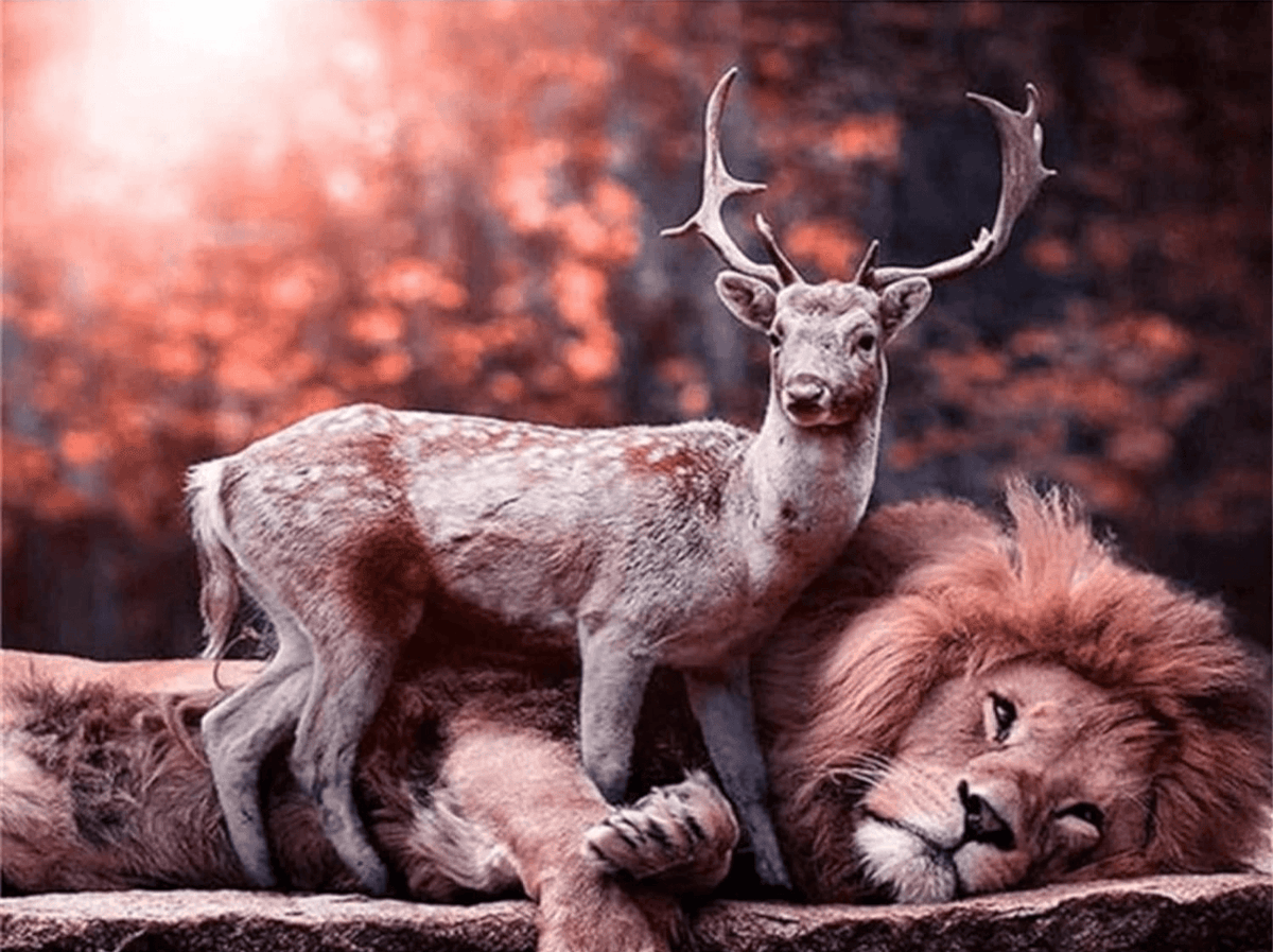 Diamantmaling Hjort på Løve - SEOS Shop ®