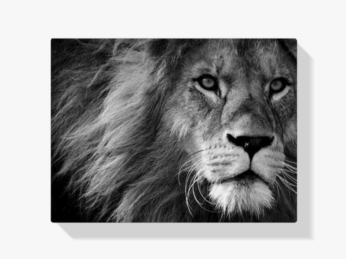 Diamantmaling Løve i sort-hvid – SEOS Shop ®
