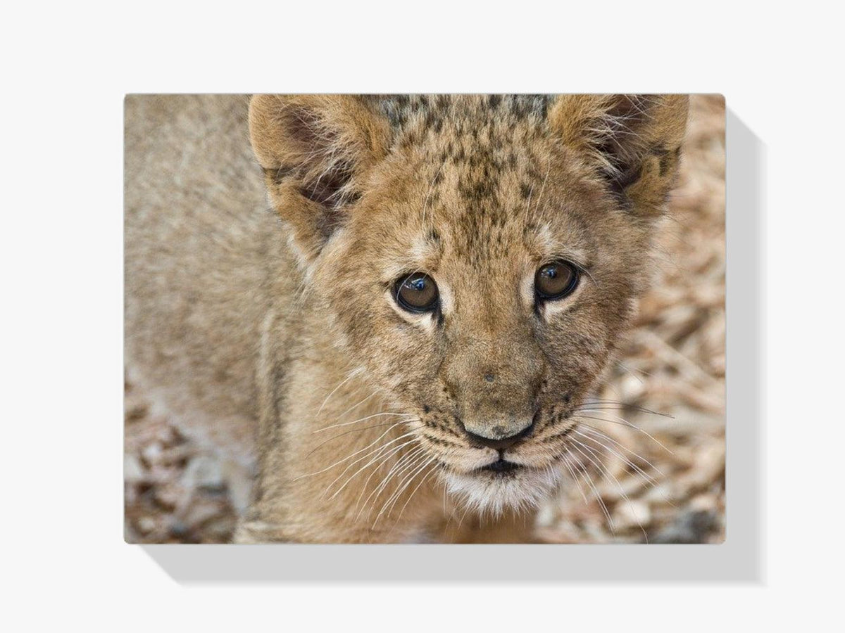 Diamantmaleri Sød Lille Unge - SEOS Shop ®