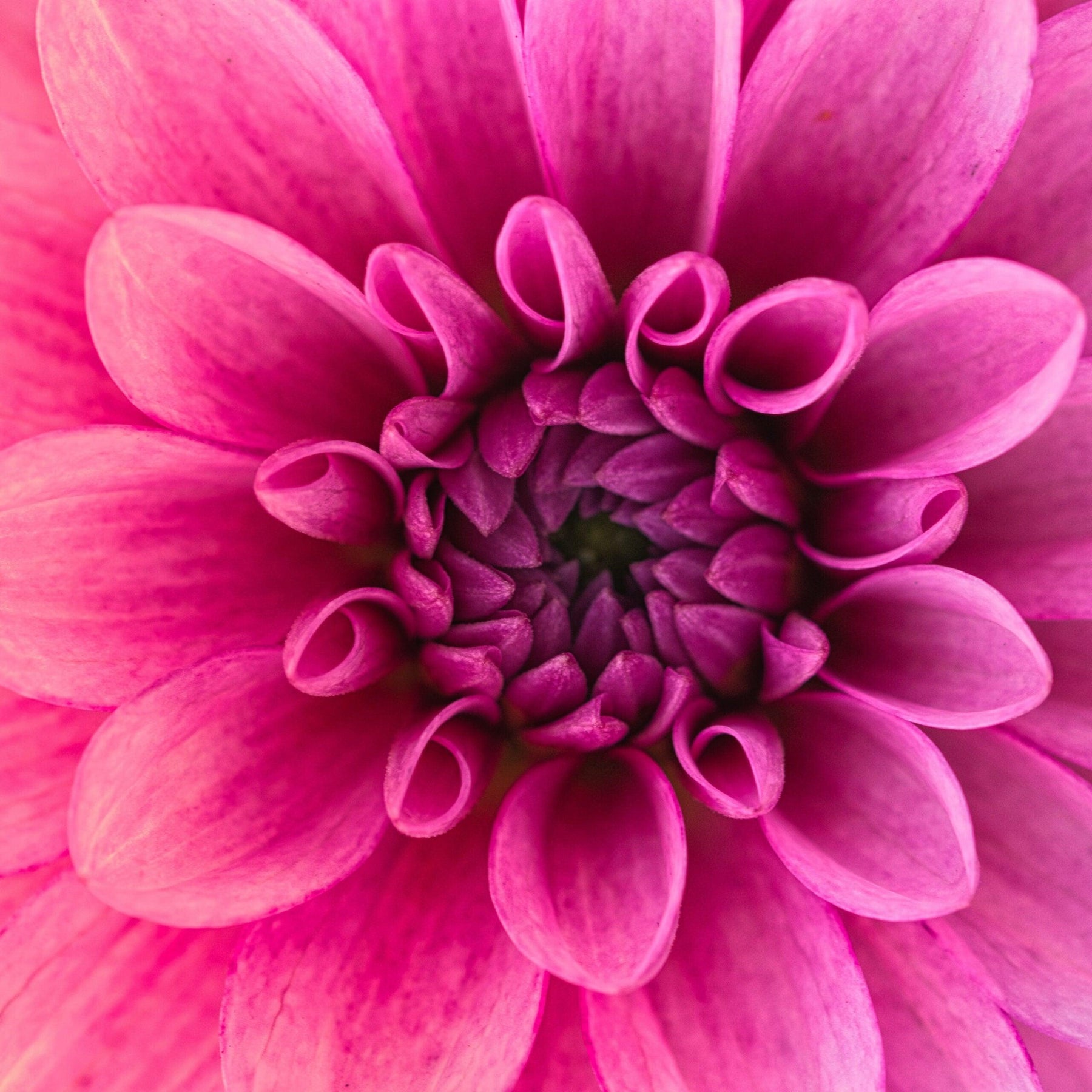 Diamantmaleri Makrobillede af blomst - SEOS Shop ®