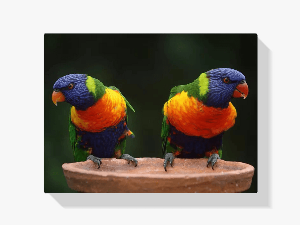 Diamantmaling Papegøjer - SEOS Shop ®