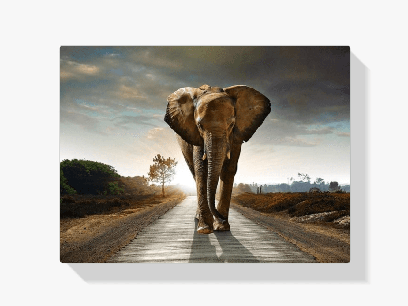 Diamantmaleri Safari Elefant - SEOS Shop ®