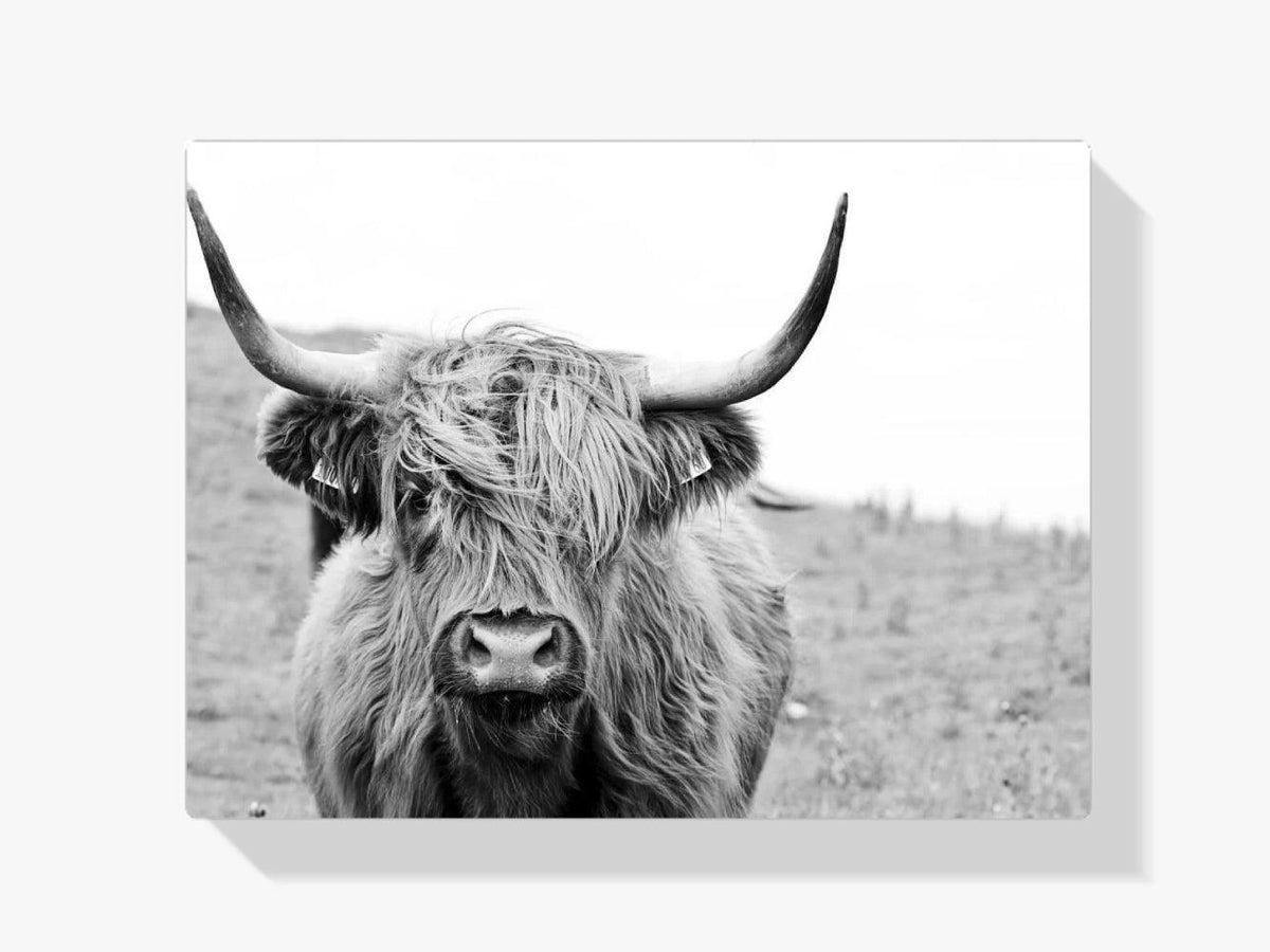 Diamantmaleri Skotsk højlander - Portræt af en skotsk højlander i sort-hvid - SEOS Shop ®