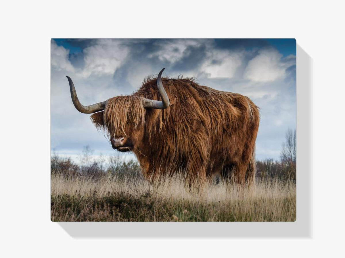 Diamantmaleri Skotsk højlander - SEOS Shop ®