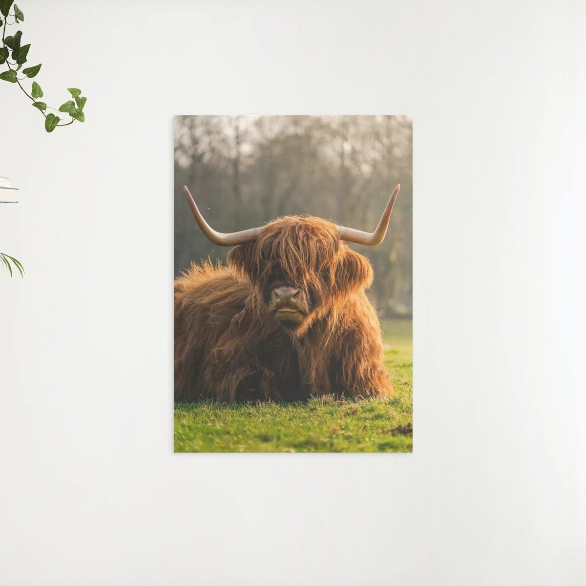 Diamantmaleri Skotsk Højlandsko - Skotsk Højlandsko tæt på - SEOS Shop ®