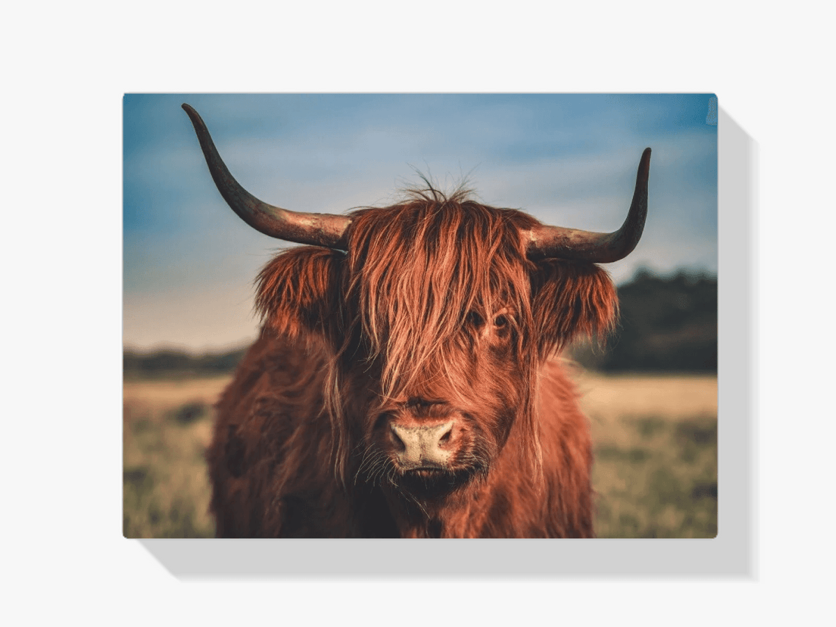 Diamantmaleri Skotsk højlander - Skotsk højlander i naturen - SEOS Shop ®