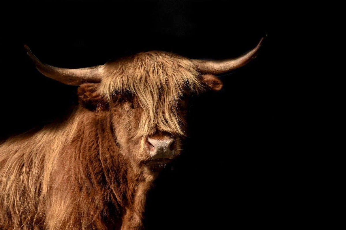 Diamantmaleri Skotsk højlander - Skotsk højlander kaldes også højlandsko på billedet - SEOS Shop ®