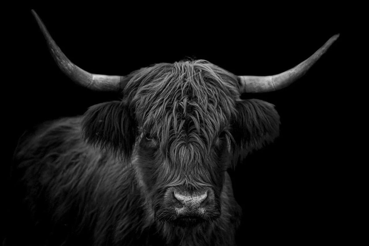 Diamantmaleri Skotsk højlander - Sort-hvidt portræt af en behåret skotsk højlander - SEOS Shop ®