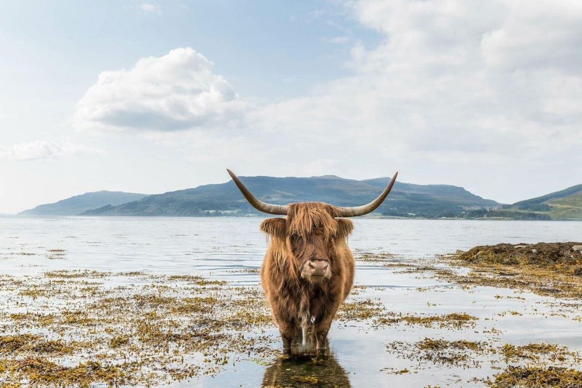 Diamantmaling Skotsk højlander - Skotsk højlander afkøling - SEOS Shop ®