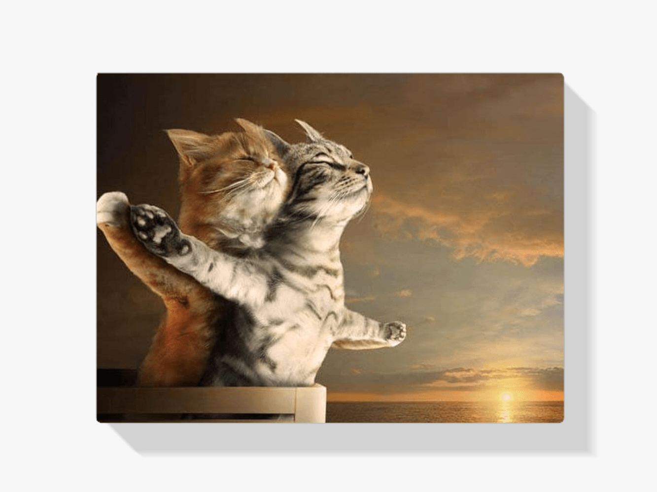 Diamantmaling Titanic-katte - SEOS Shop ®