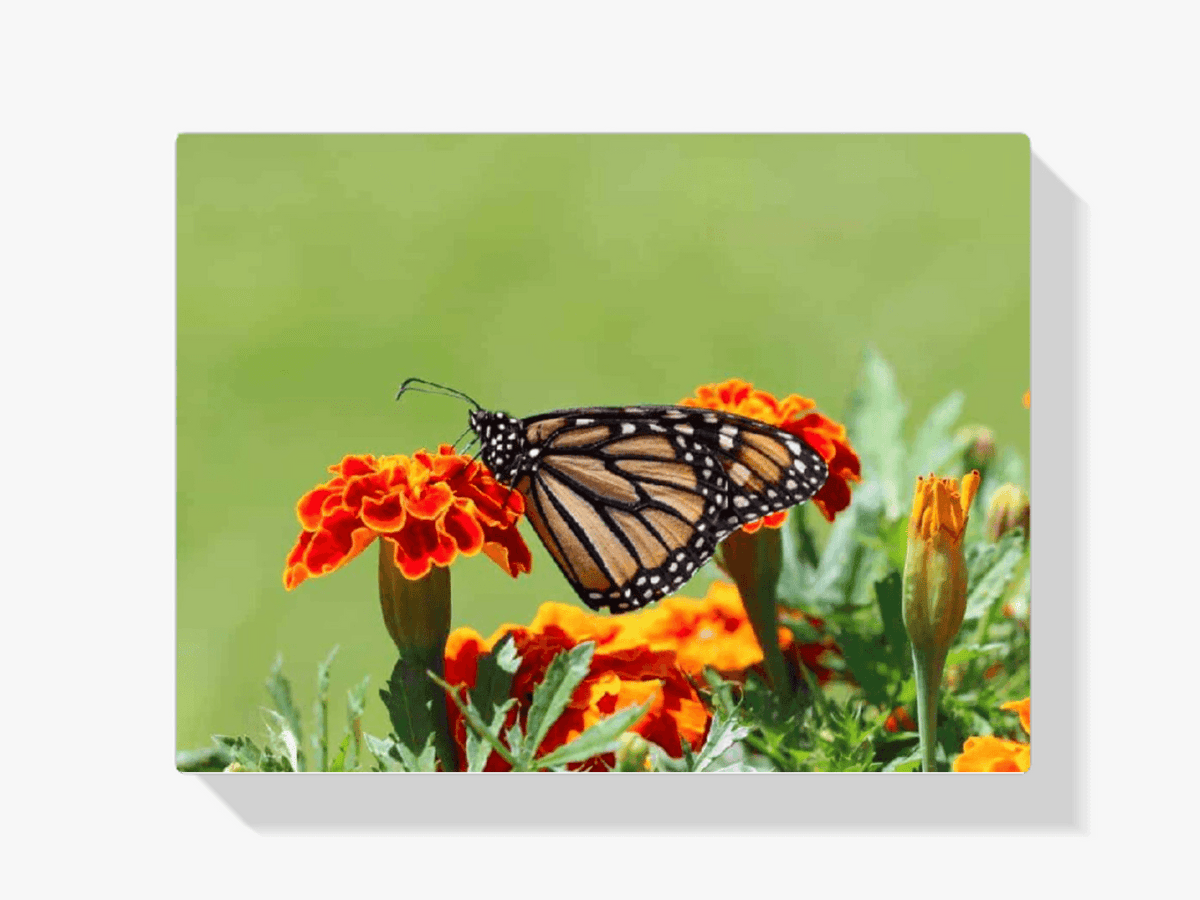 Diamantmaling Sommerfugl - SEOS Shop ®