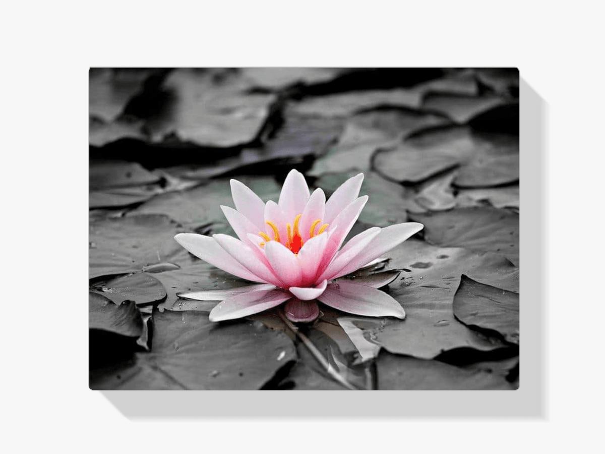 Diamantmaling sort-hvidt foto med lyserød åkande – SEOS Shop ®