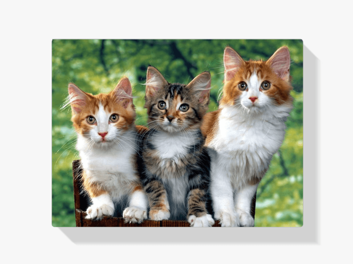 Diamantmaling - Tre katte - SEOS®