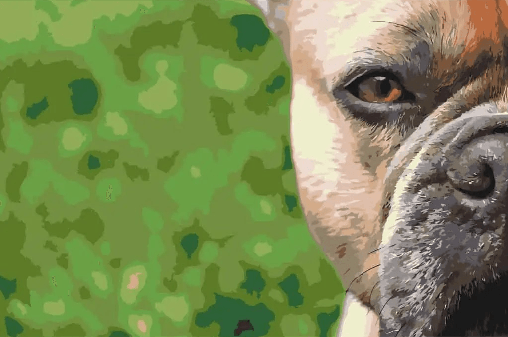 Diamantmaleri - Fransk Bulldog - SEOS®