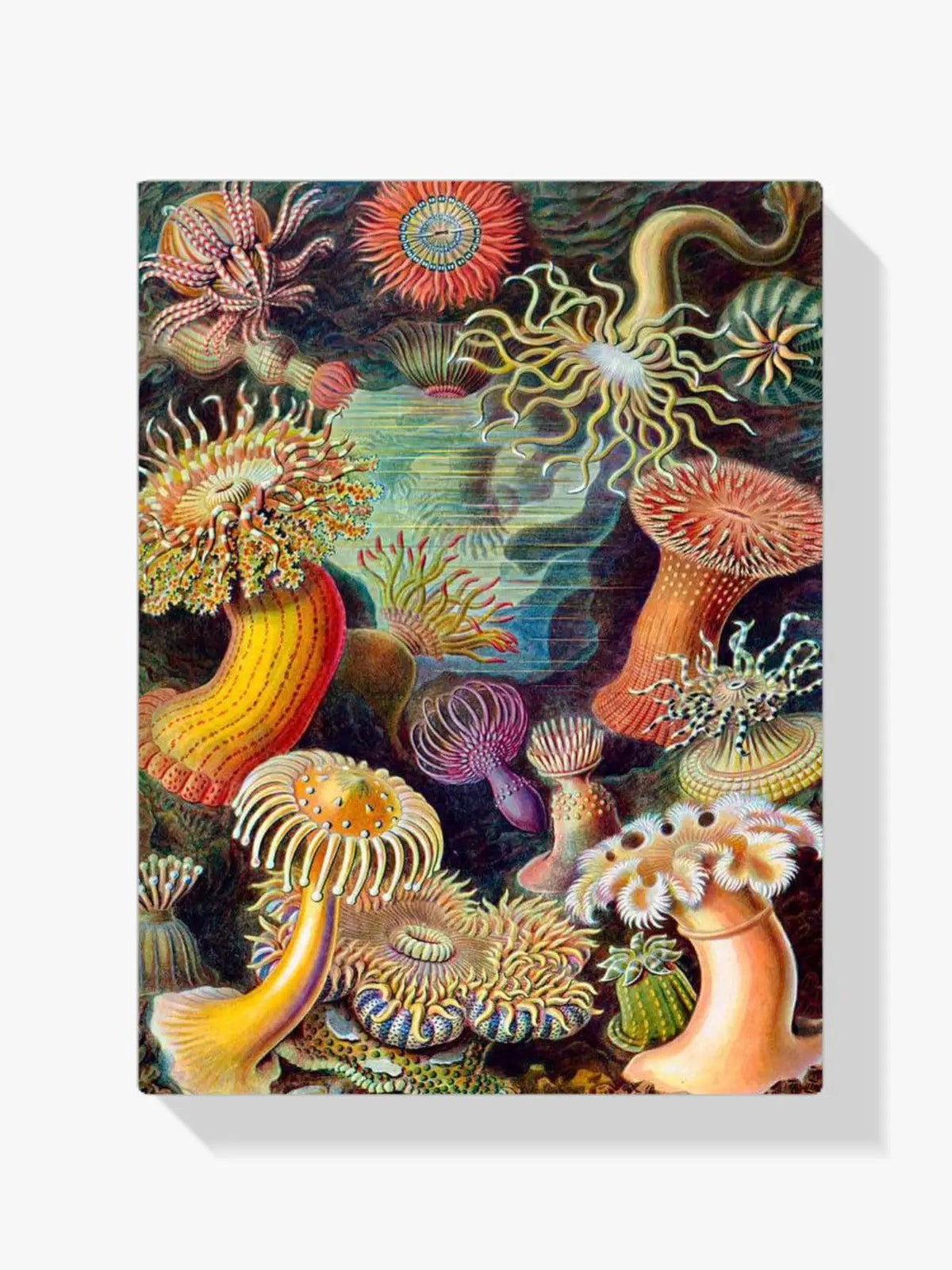 Diamantmaling - Aktinier