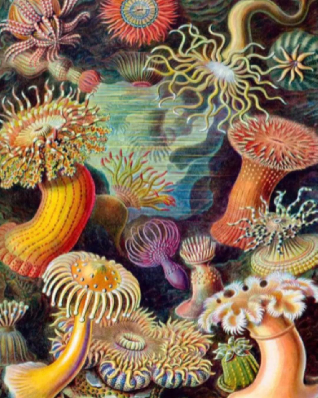 Diamantmaling - Aktinier