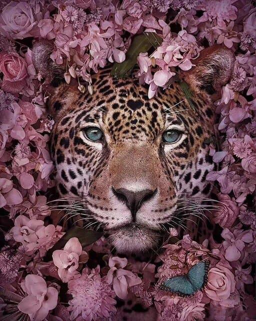 Diamantmaleri Tiger Skjult - SEOS Shop ®