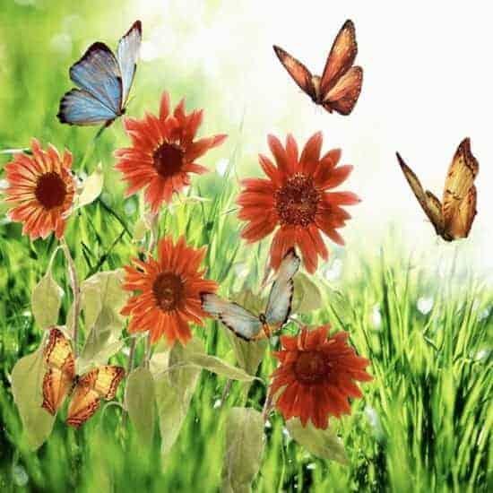 Diamantmaling Blomster og Sommerfugle - SEOS Shop ®