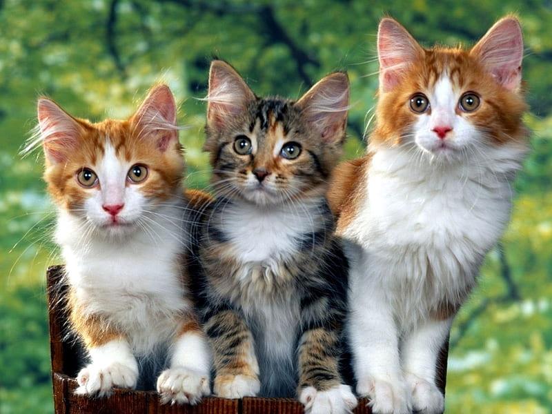 Diamantmaling - Tre katte - SEOS®