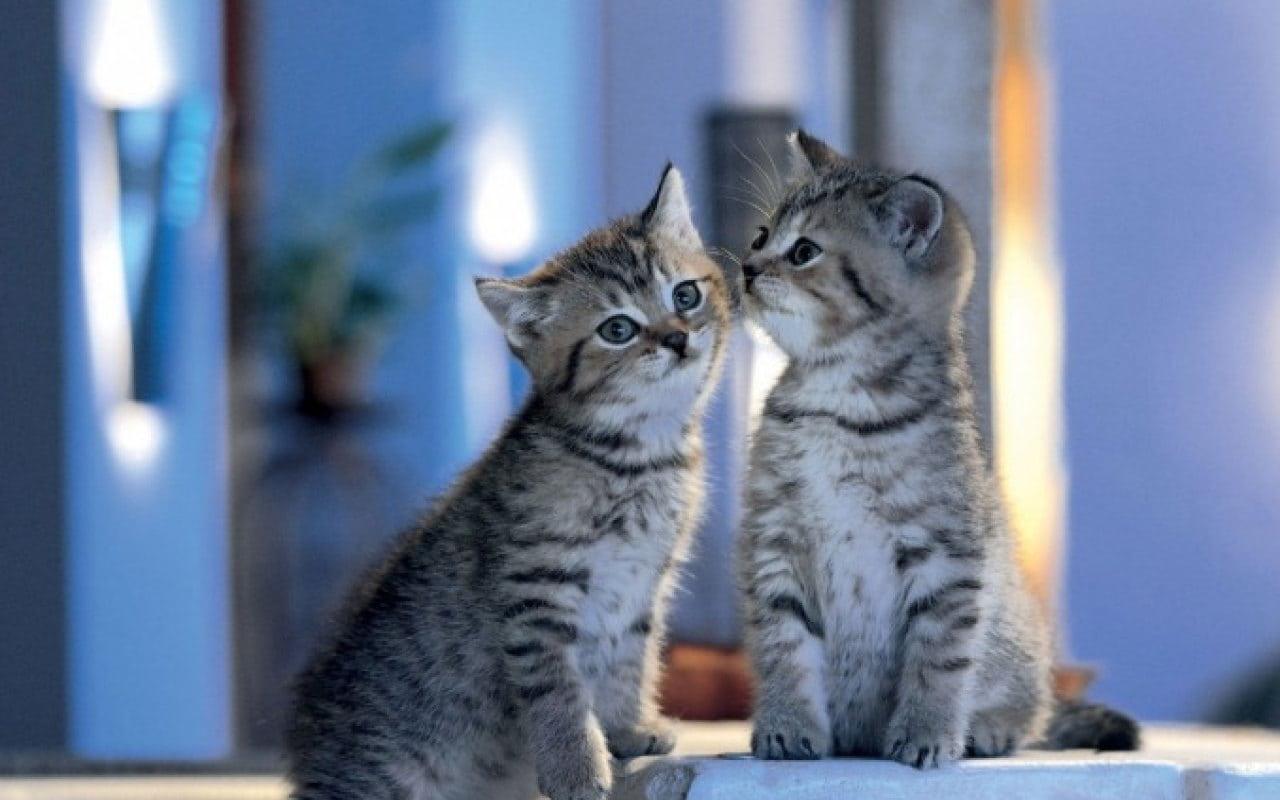 Diamantmaling - Familiekatte - SEOS®