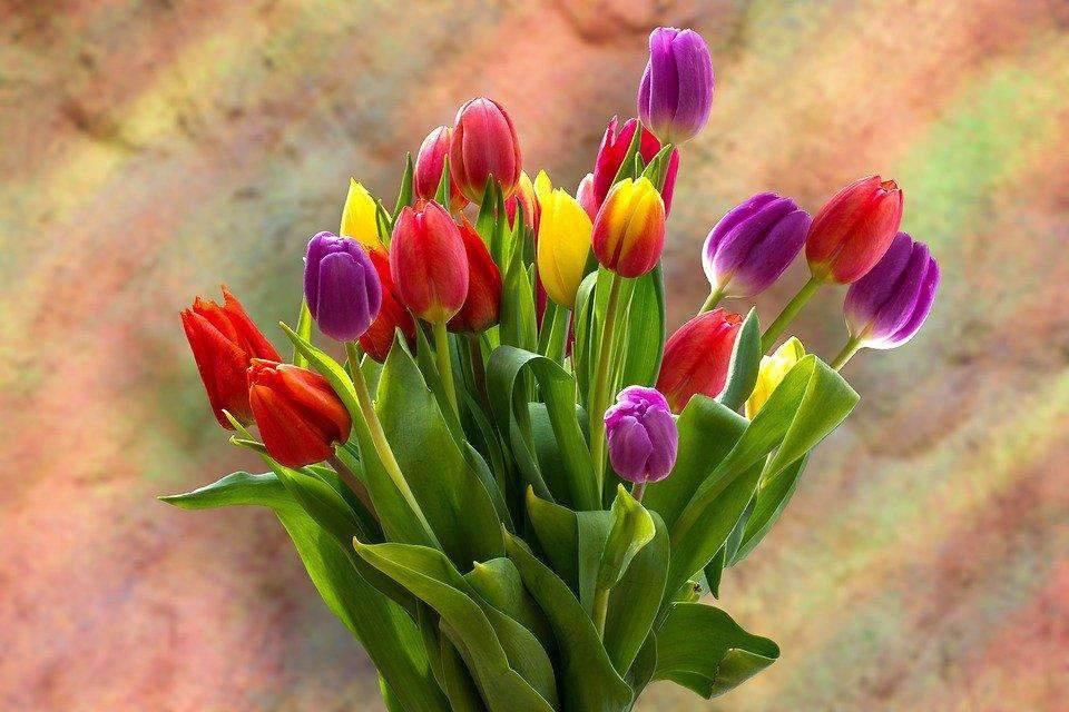 Diamantmaling Farvede Tulipaner - SEOS Shop ®