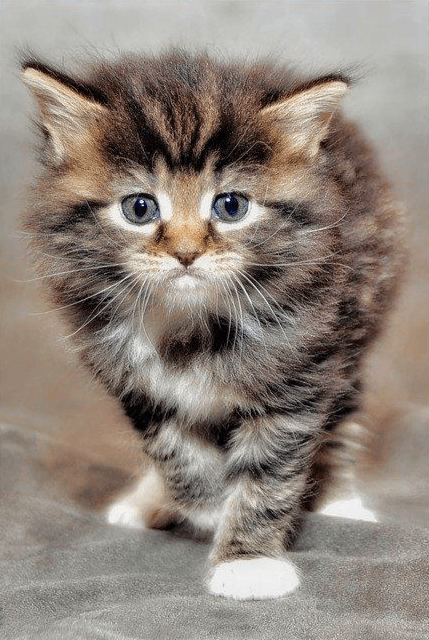 Diamantmaling Behåret Killing - SEOS Shop ®