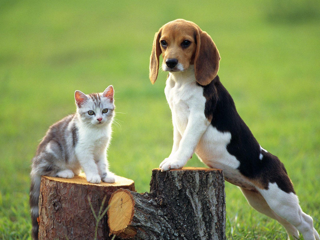 Diamantmaling Hund med Kat - SEOS Shop ®
