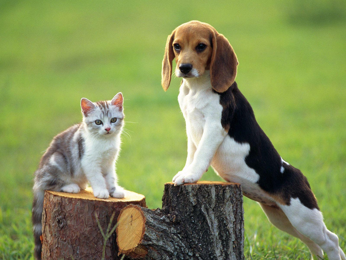 Diamantmaling Hund med Kat - SEOS Shop ®