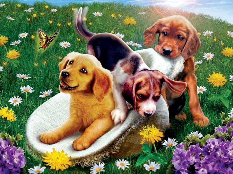 Diamantmaling Hunde og Blomster - SEOS Shop ®