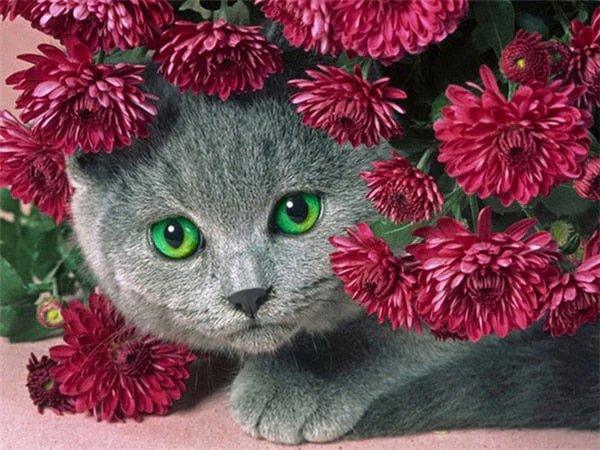 Diamantmaling Kat med Blomster - SEOS Shop ®