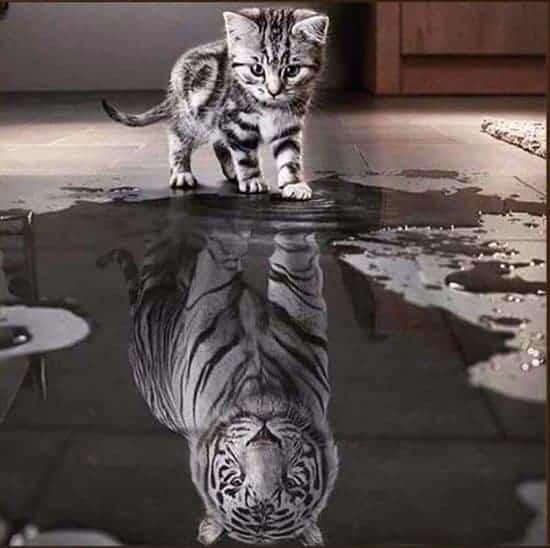 Diamantmaling fra killing til tiger – SEOS Shop ®