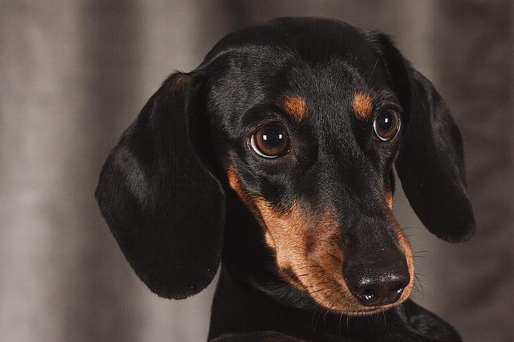 Diamantmaling Lille Gravhund - SEOS Shop ®