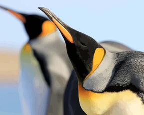 Diamantmaling - Kongepingviner - SEOS®