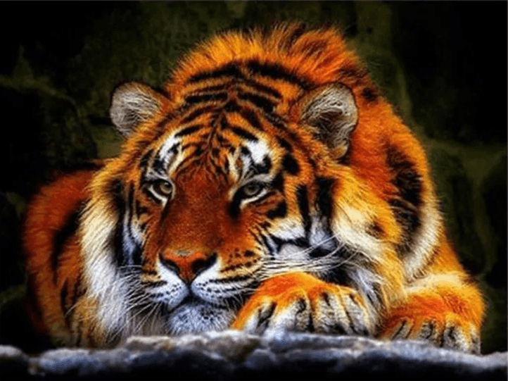 Diamantmaling Liggende Tiger - SEOS Shop ®