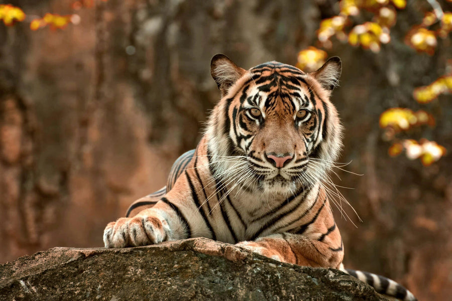 Diamantmaling Liggende Tiger - SEOS Shop ®