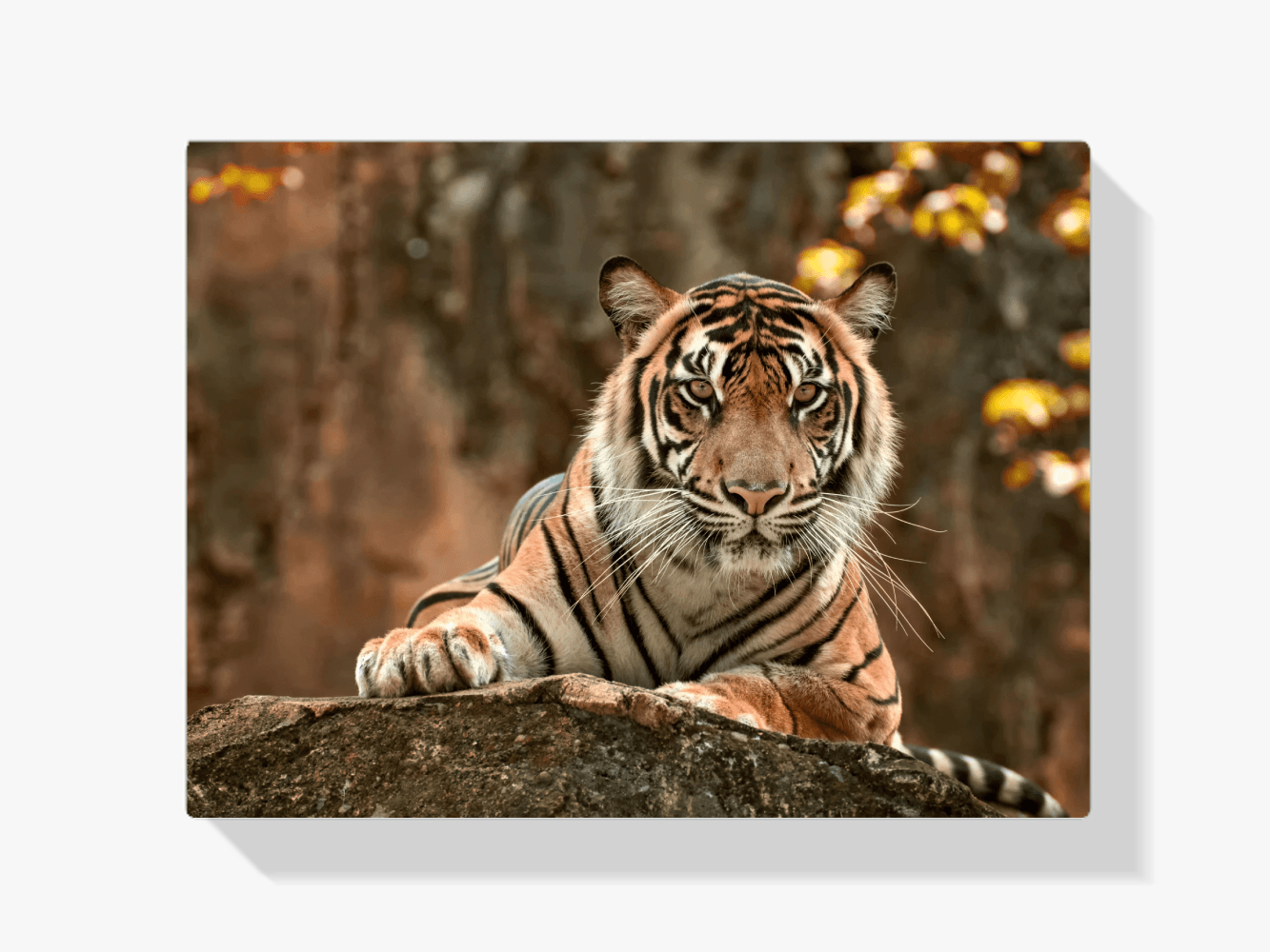 Diamantmaling Liggende Tiger - SEOS Shop ®