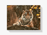 Diamantmaling Liggende Tiger - SEOS Shop ®