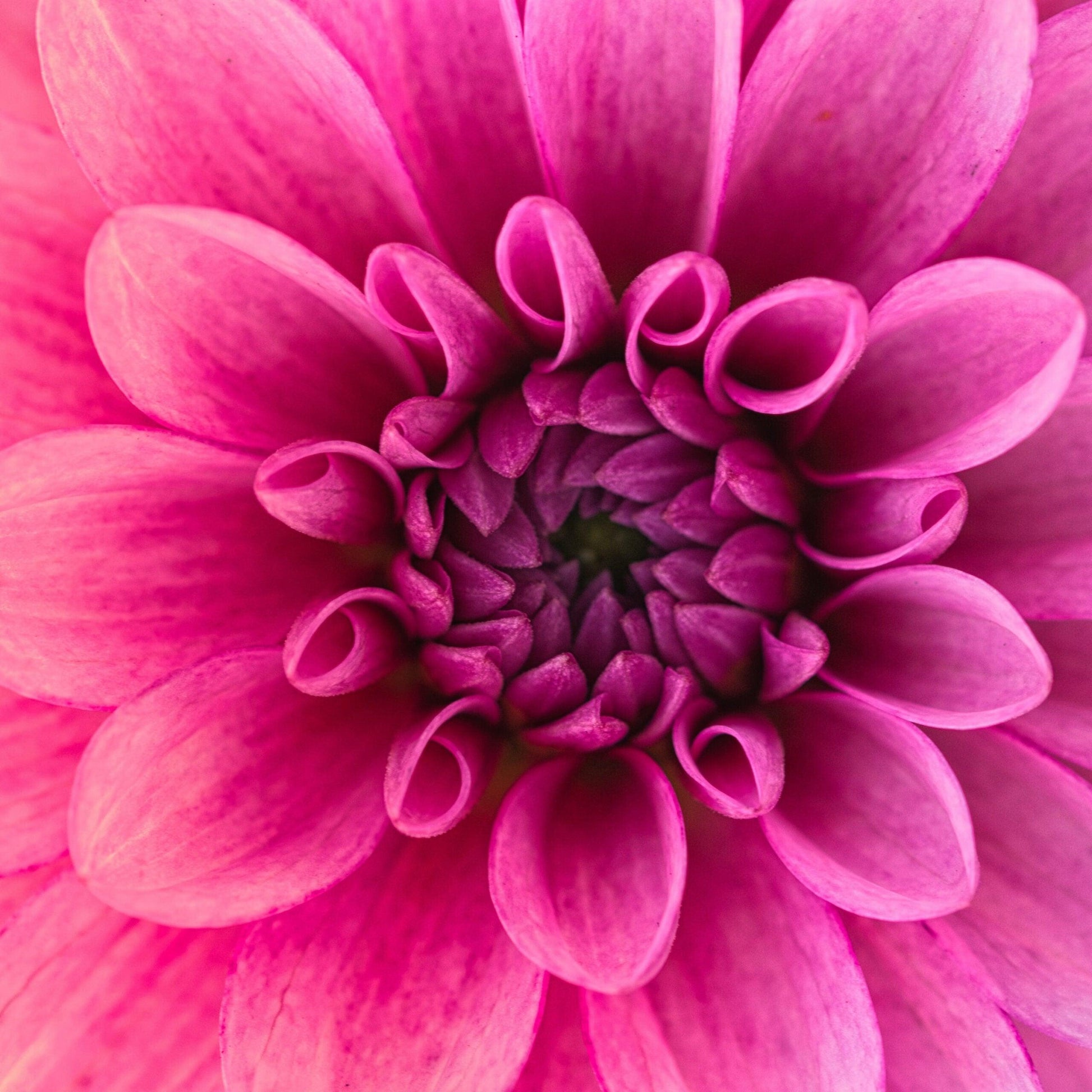 Diamantmaleri Makrobillede af blomst - SEOS Shop ®