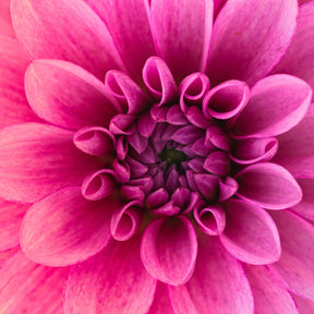 Diamantmaleri Makrobillede af blomst - SEOS Shop ®