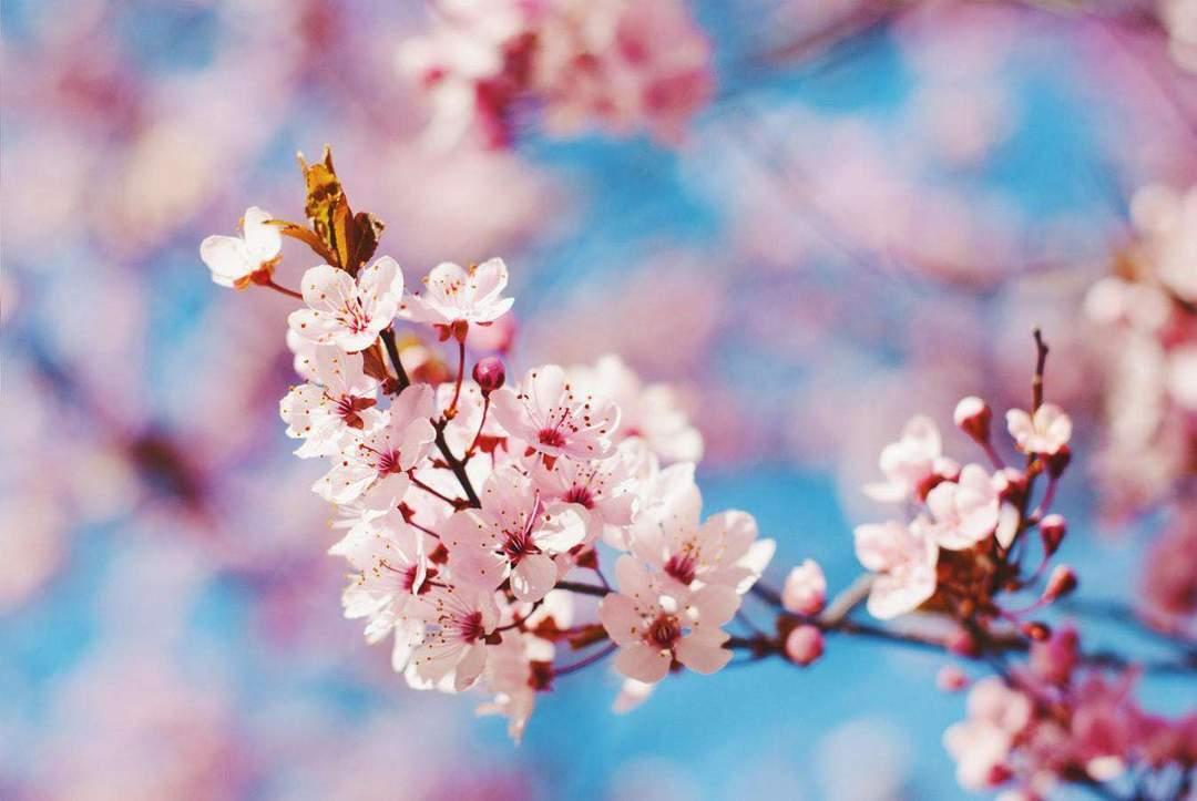 Diamantmaleri Smuk Blomst - SEOS Shop ®