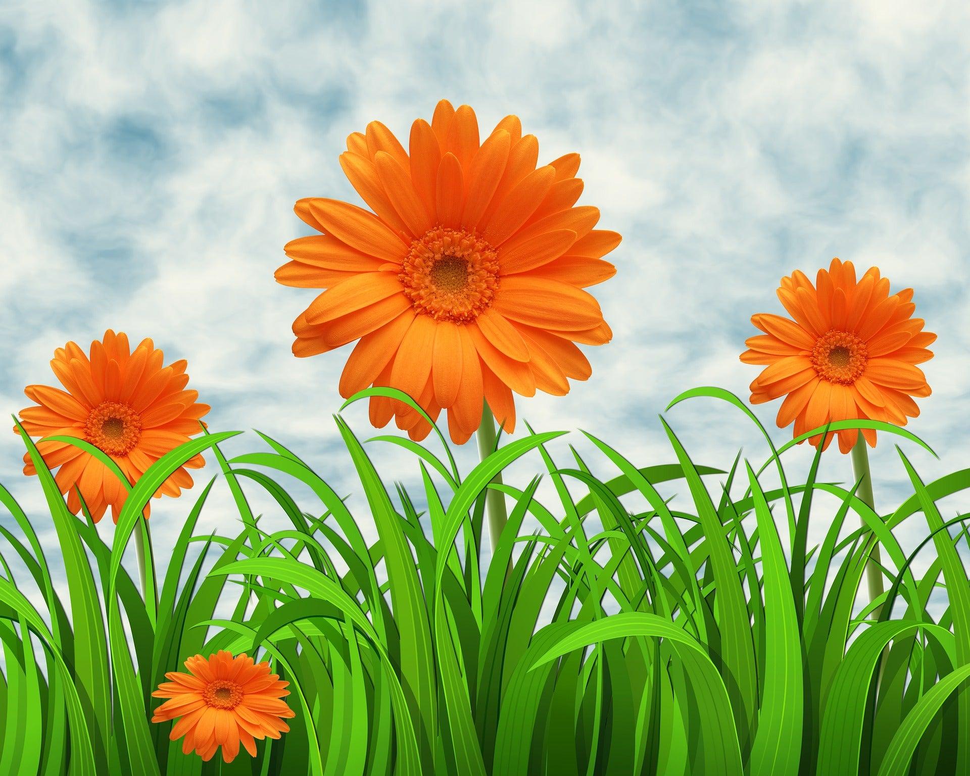 Diamantmaling Orange Tusindfryd - SEOS Shop ®