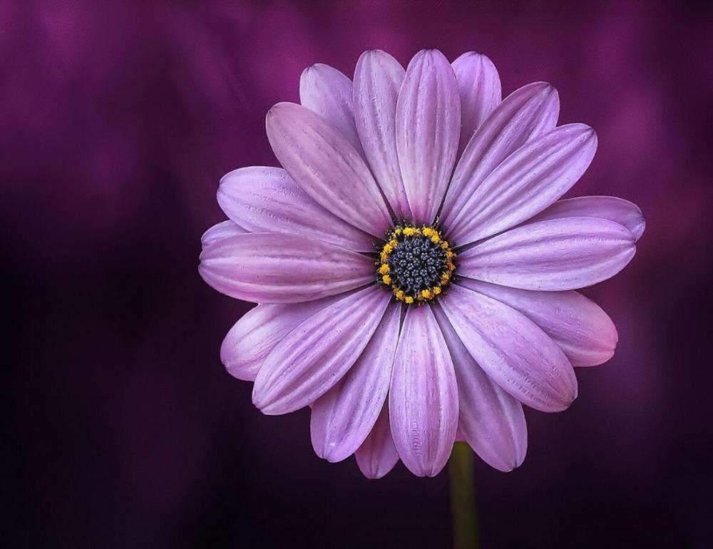 Diamantmaleri Lilla Blomst - SEOS Shop ®