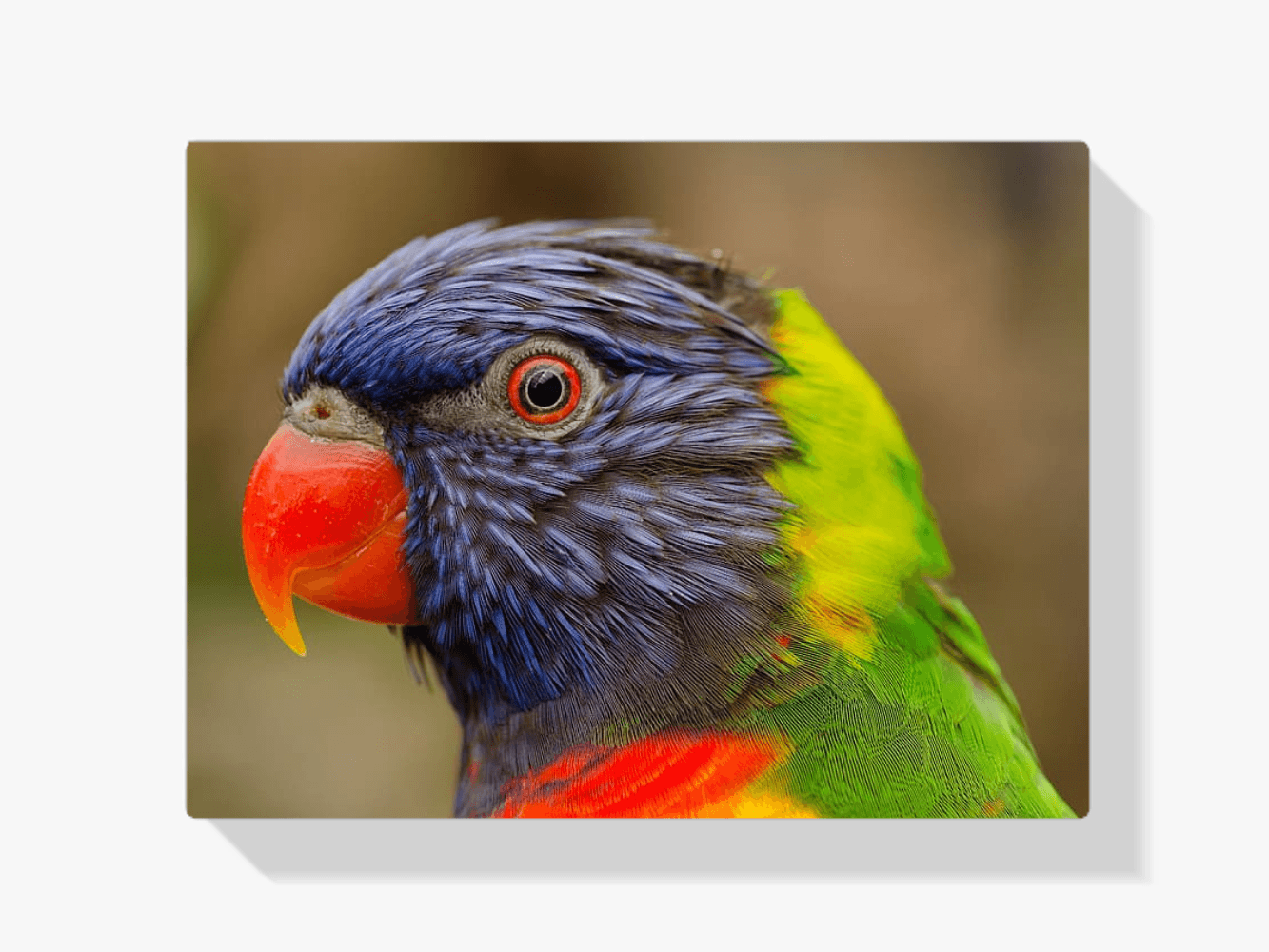 Diamantmaling Papegøje - SEOS Shop ®