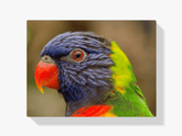 Diamantmaling Papegøje - SEOS Shop ®