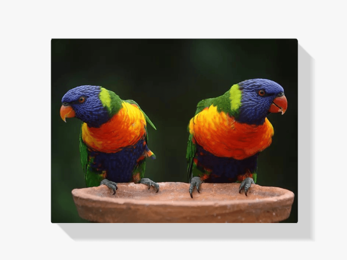 Diamantmaling Papegøjer - SEOS Shop ®