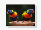 Diamantmaling Papegøjer - SEOS Shop ®