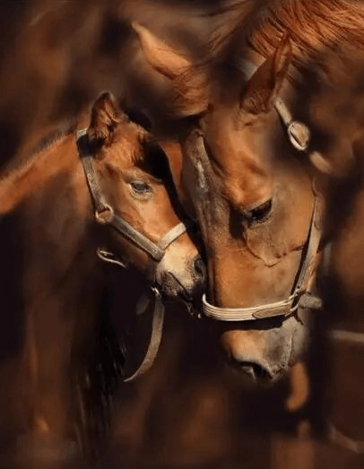 Diamantmaling Pony og Mor Hest - SEOS Shop ® 