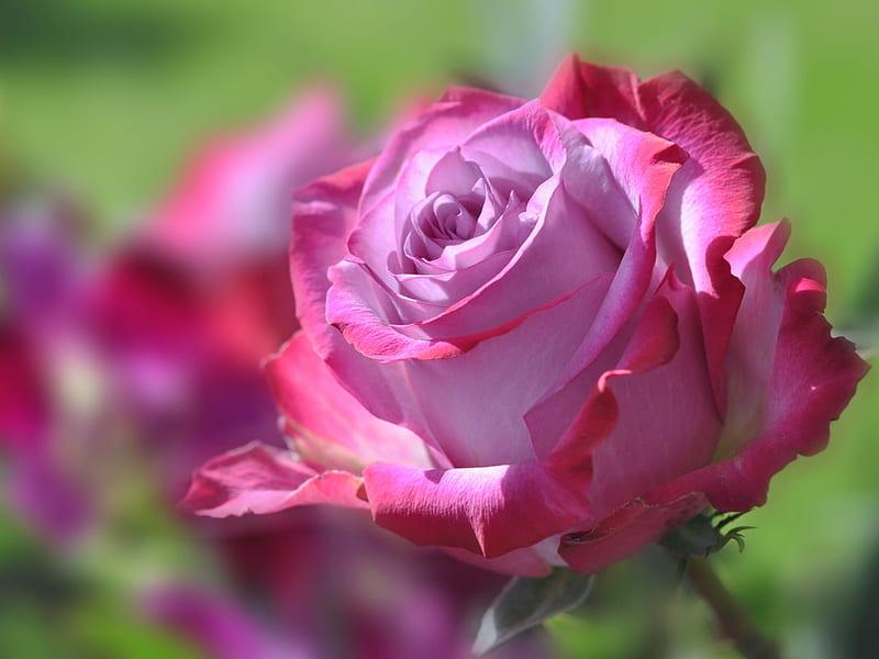 Diamantmaleri Lyserød Rose - SEOS Shop ®