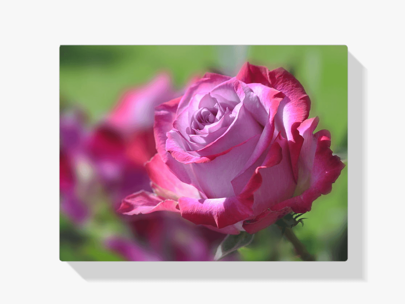 Diamantmaleri Lyserød Rose - SEOS Shop ®