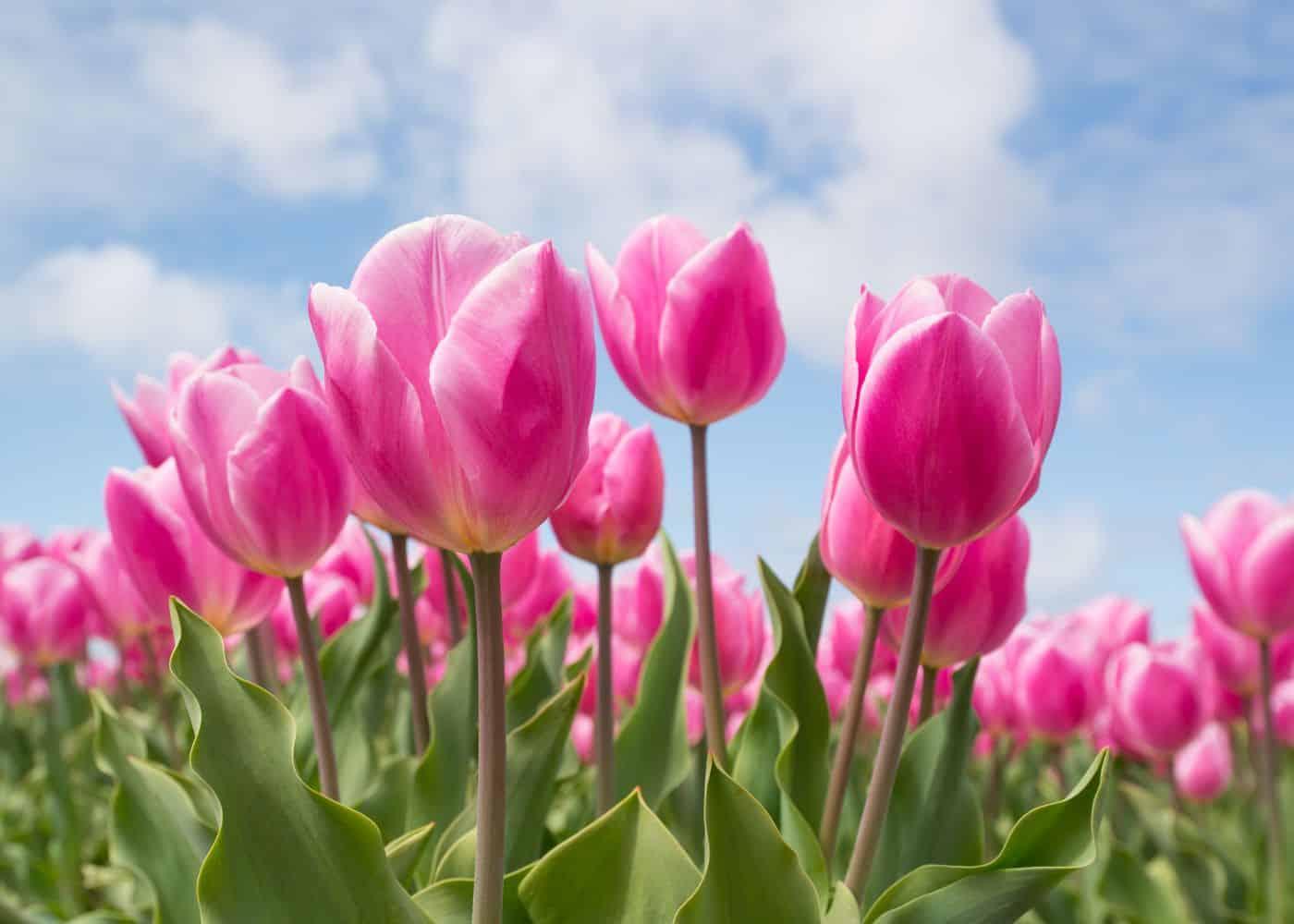 Diamantmaling lyserøde tulipaner - SEOS Shop ®